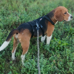 Lenny Beagle Bub Lenny
