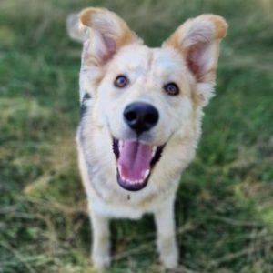Ronja Lebensfrohe Junghündin Ronja