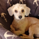 Bichon-Mix Einstein
