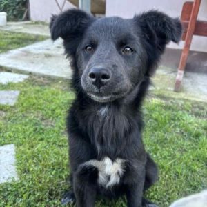 Negra Flauschige Negra