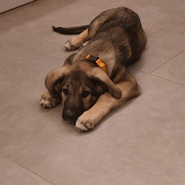 Fröhlicher Welpe Thelma