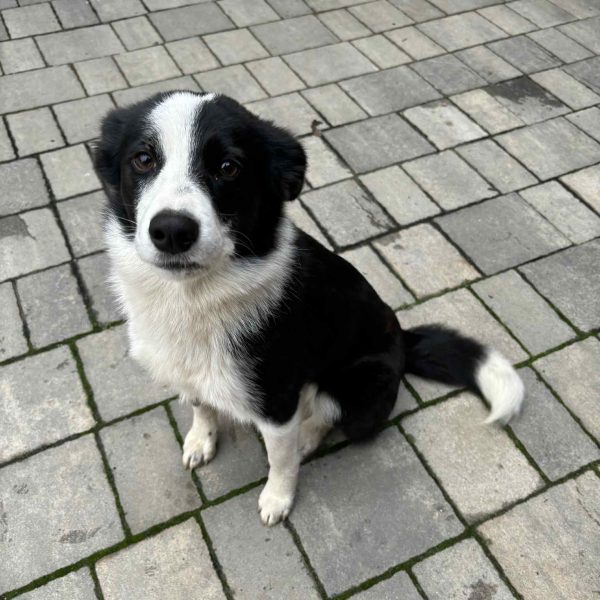 Border Collie-Mix Reesa