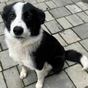 Border Collie-Mix Reesa
