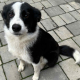 Border Collie-Mix Reesa