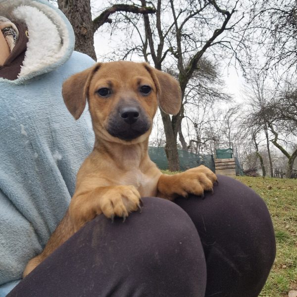 Dackel-Mix Welpe Melly