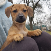 Dackel-Mix Welpe Melly