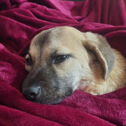 Junghündin Ronja