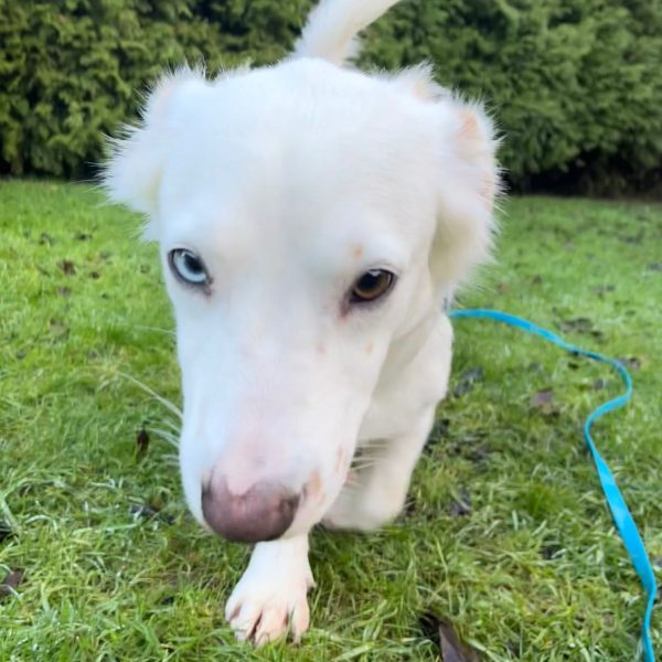 Kuschelexpertin Chewy