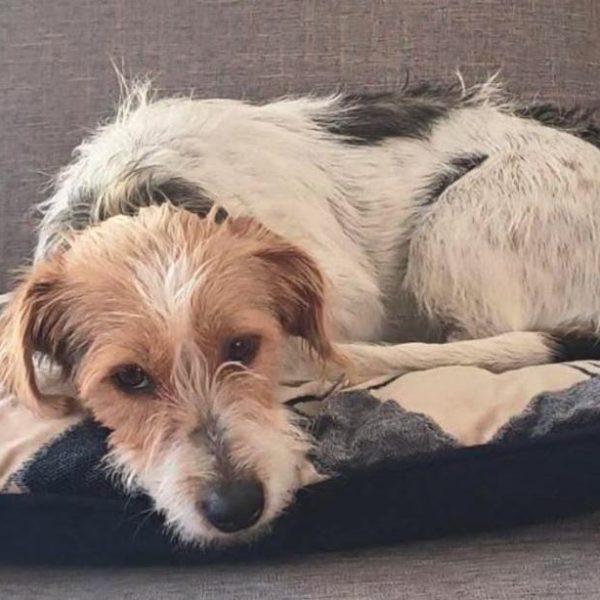 Kuschelexpertin Hope