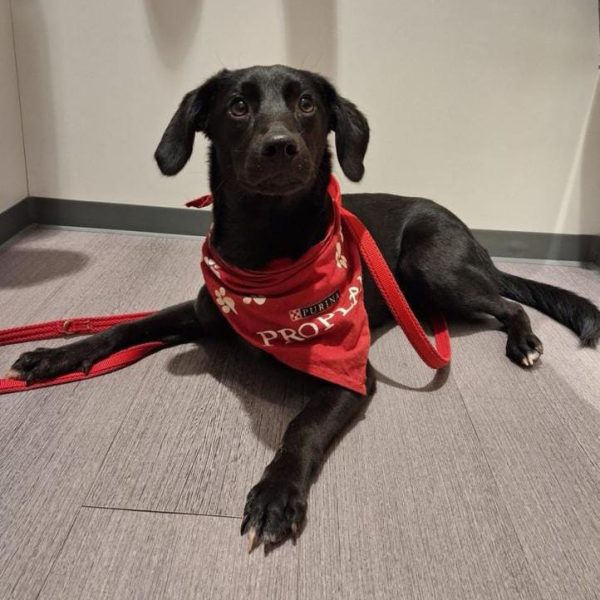 Besondere Hündin Elli