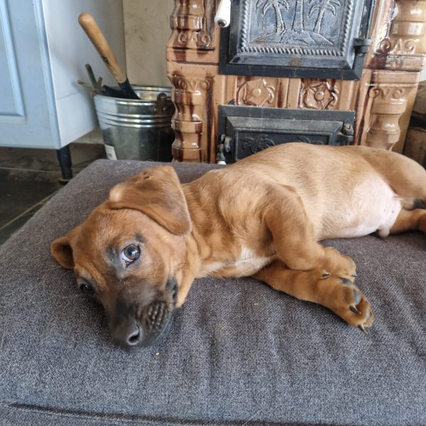 Dackel-Mix Welpe Max