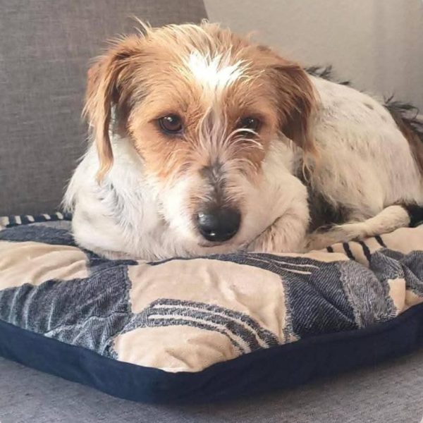 Kuschelexpertin Hope