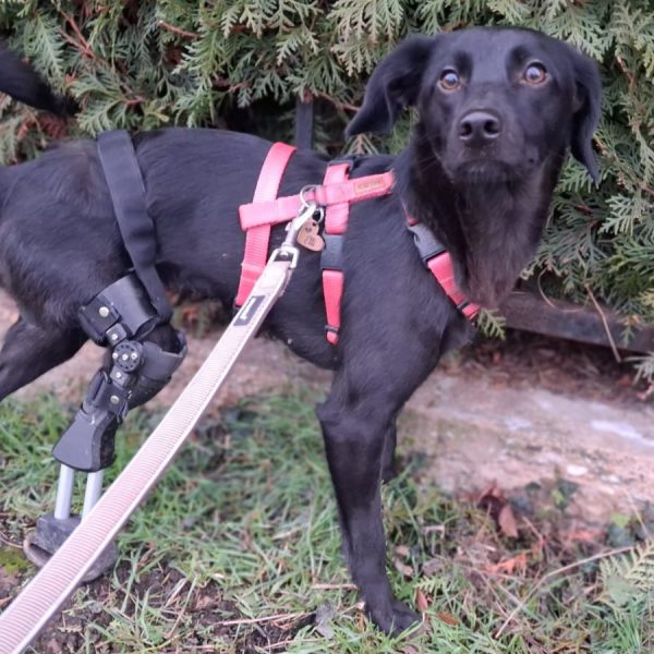 Besondere Hündin Elli