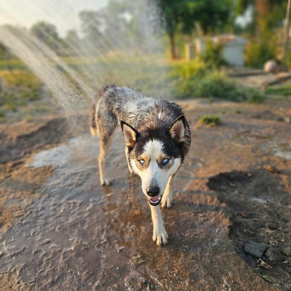 Siberian Husky Rüde Tomi