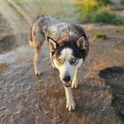 Siberian Husky Rüde Tomi