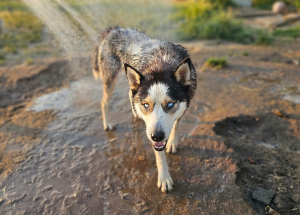 Tomi Siberian Husky Rüde Tomi