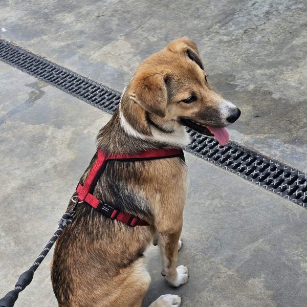 Verspielte Junghündin Dina