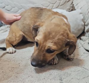 Verspielte Kuschelmaus Eva