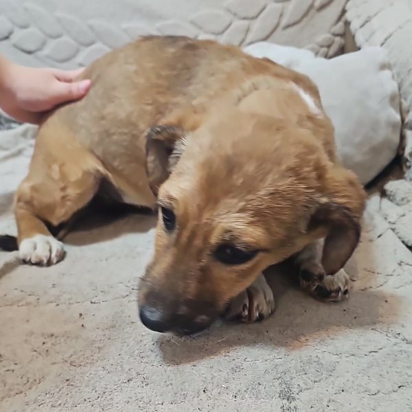 Verspielte Kuschelmaus Eva