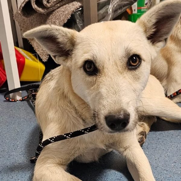 Kumpelhündin Stella