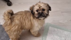 Fini Gute Laune Bichon-Mix Fini