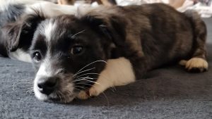 Oreo Harmonischer Oreo