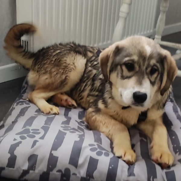 Herzlicher Welpe Knox