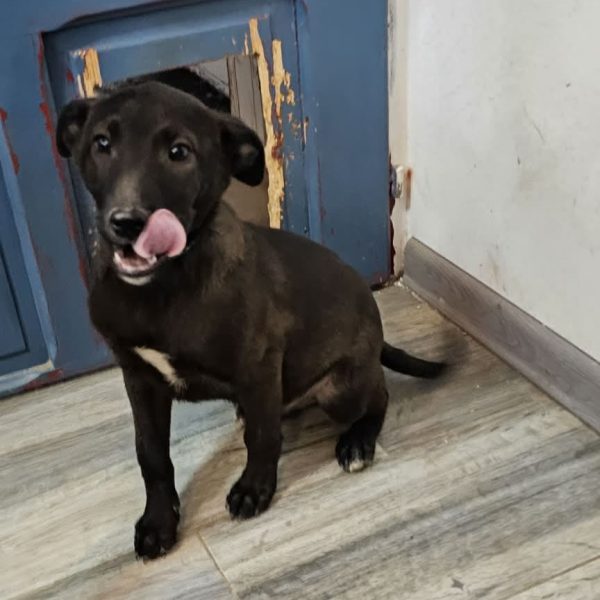 Weltenbummler Han Solo