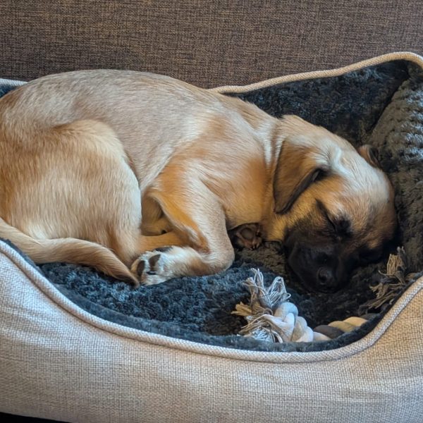 Entzückender Bichon-Mix Spike