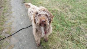 Intelligente Lagotto-Mix-Dame Bela