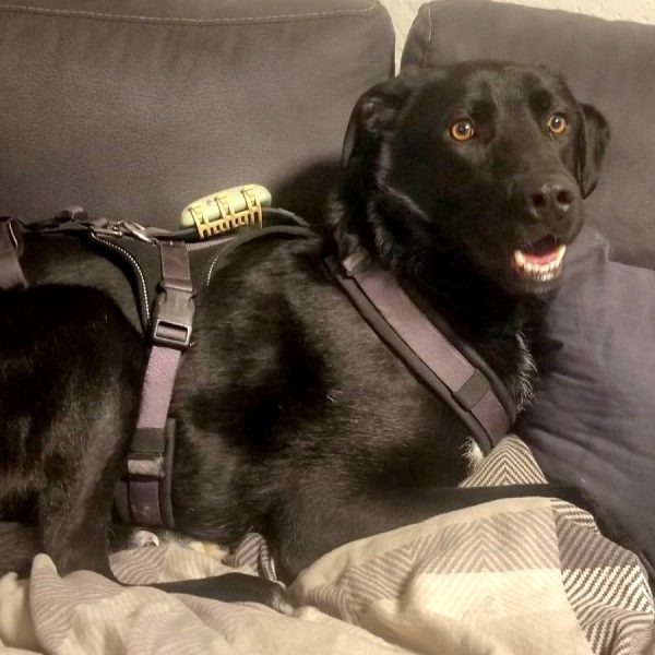 Zurückhaltender Joda