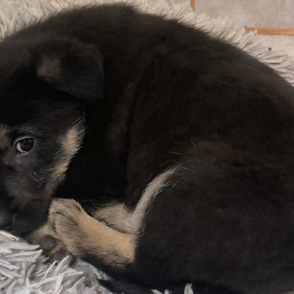 Liebenswerter Dackel-Mix Smokey