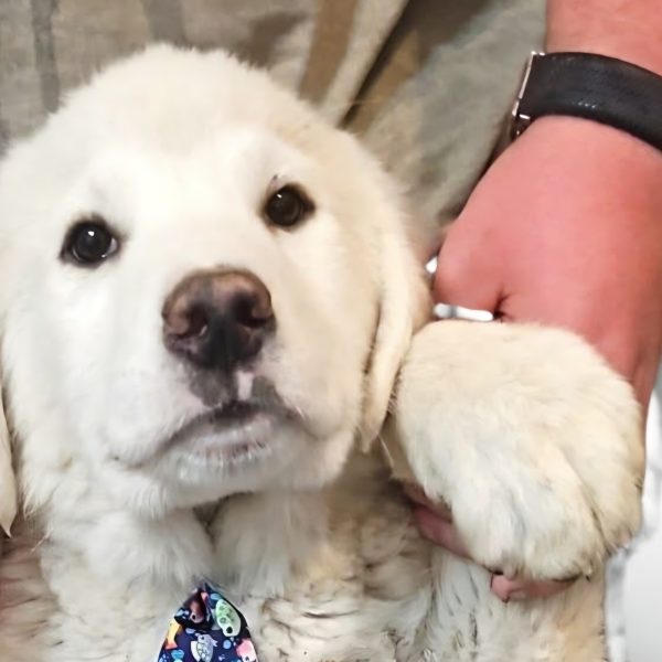 Ruhiger Herdenschutzhund-Mix Noel