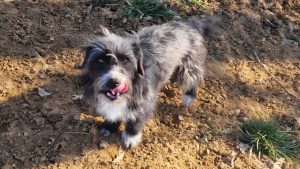 Treue Spaziergängerin Schnuffel