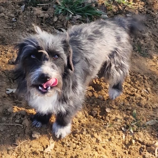 Treue Spaziergängerin Schnuffel