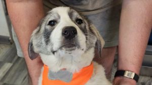 Neugierige HSH-Mix-Dame Xena