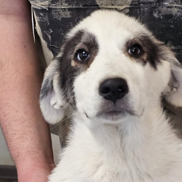 Sanfter HSH-Mix Panda