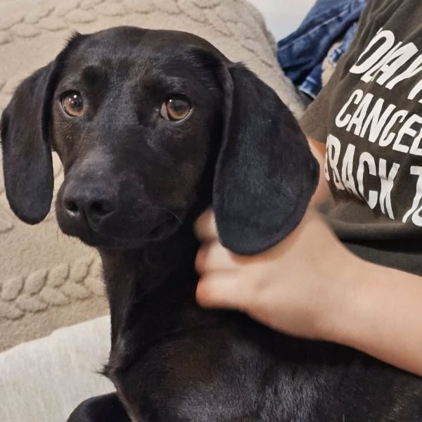 Eigensinnige Dackel-Mix-Dame Nera mit Charme