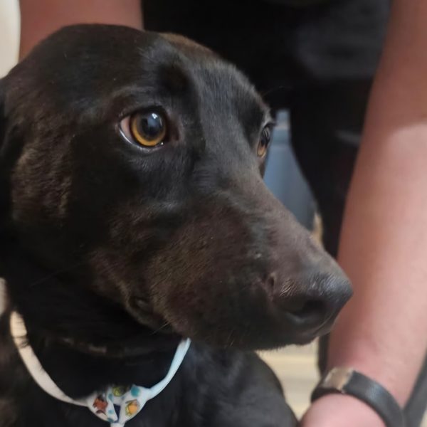 Stattlicher Dackel-Mix Nero