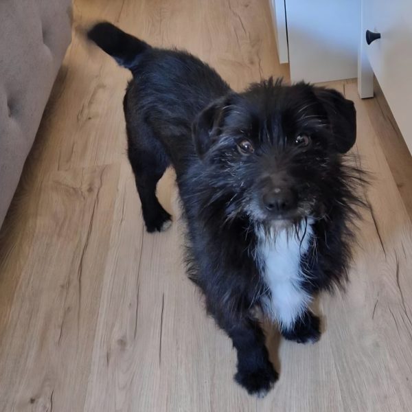 Ruhiger, sensibler Fips