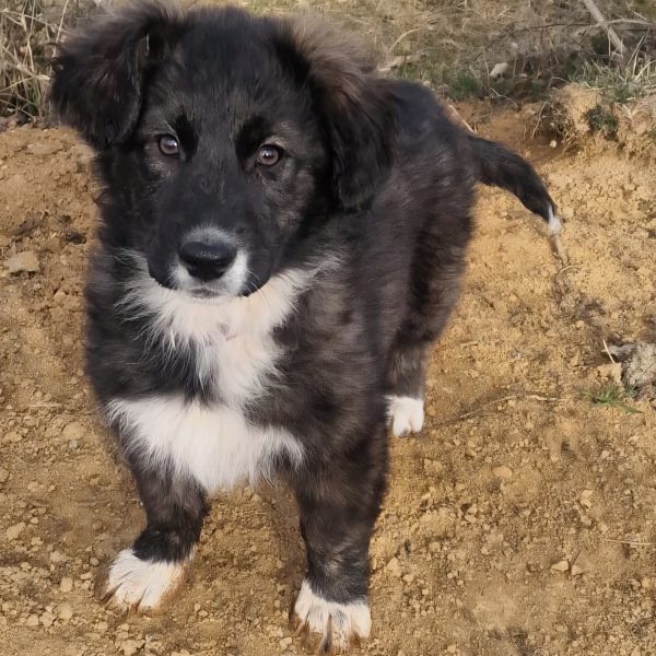 Lebensfreude pur mit Merle