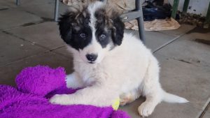Entspannter Tollpatsch Snoopy