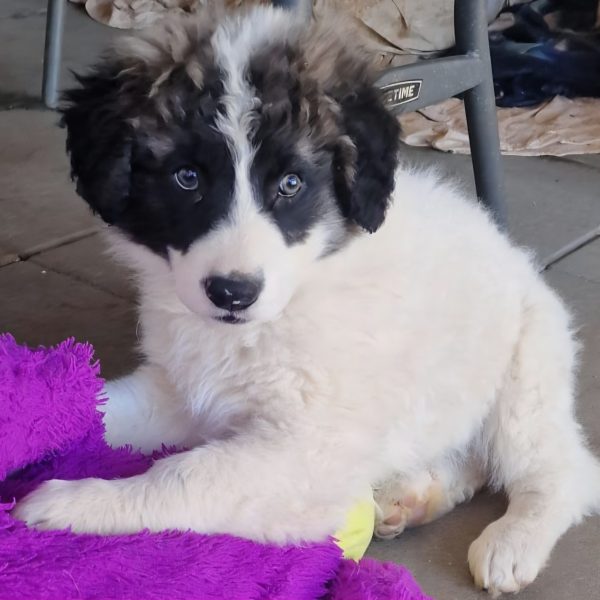 Entspannter Tollpatsch Snoopy