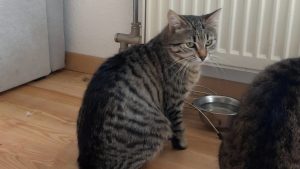 Simba Verspielter Simba