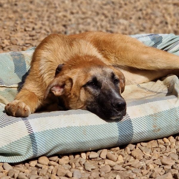 Energiegeladene Kiwi