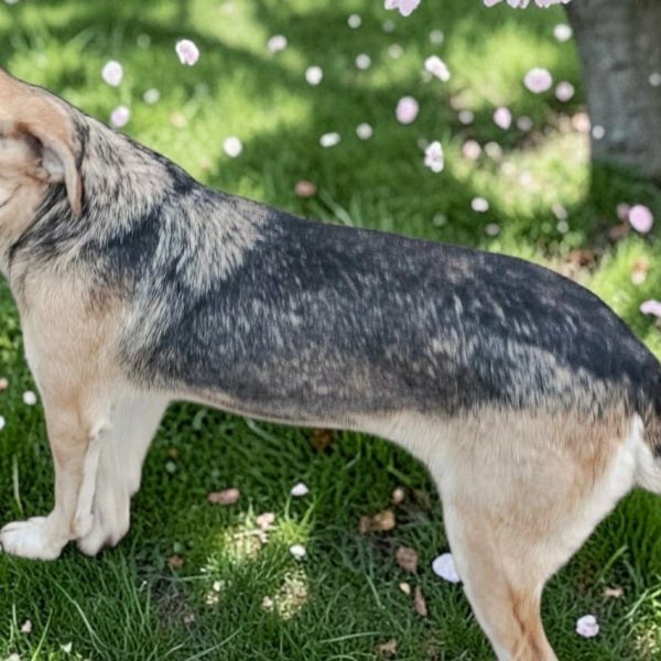 Sportliche Begleiterin Laika