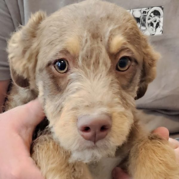 Verspielter Welpe Ares