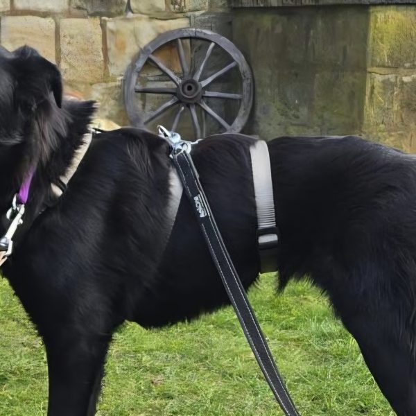 Zurückhaltende Biene