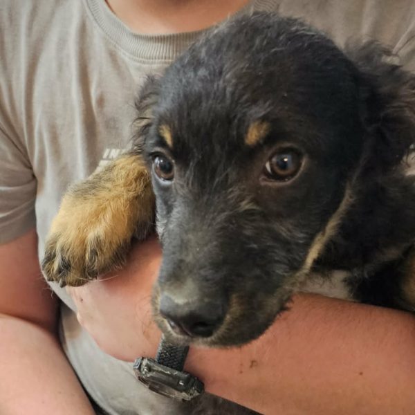 Allseits verträglicher Cezar