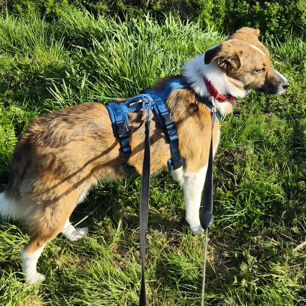 Zurückhaltende Nelly